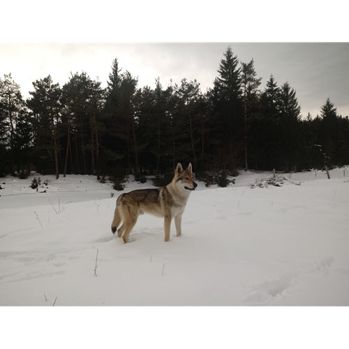 Mr.Pet spletna trgovina