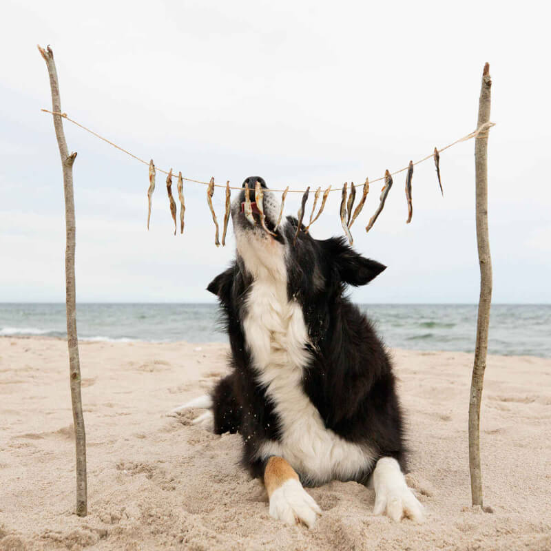 Essential Foods Esential Delights pasji priboljški, papalina - 90 g