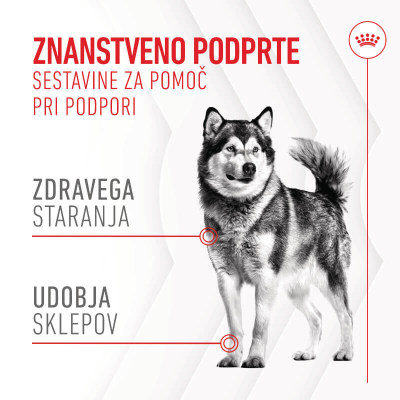 Royal Canin funkcionalni žvečljivi priboljški Joint&Ageing Adult - 240 g