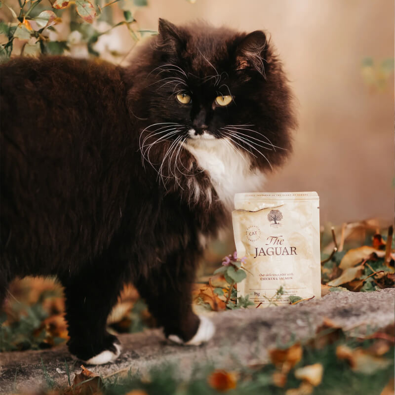 Essential Foods Cat The Jaguar Adult Pâté, vrečka - piščanec in losos - 85 g