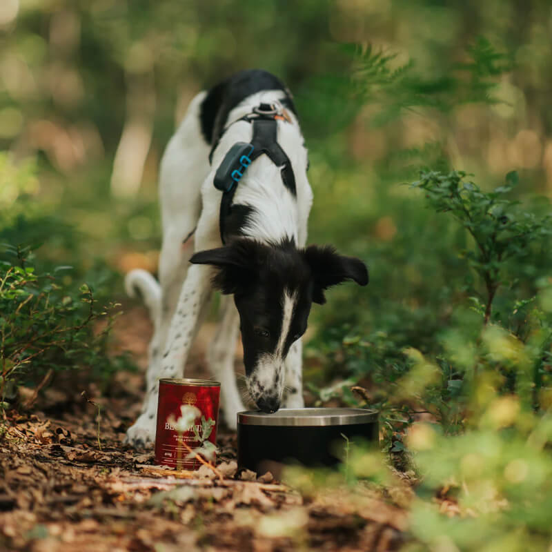 Essential Foods Dog Beginning Puppy Pâté, konzerva - raca in piščanec - 400 g