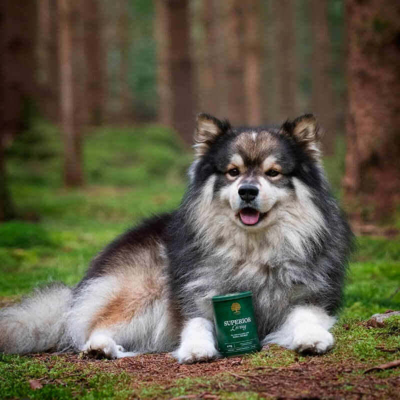 Essential Foods Dog Superior Adult Pâté, konzerva - raca in piščanec - 400 g
