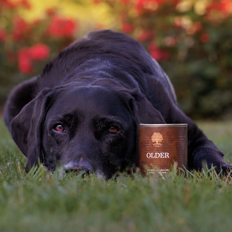 Essential Foods Dog Older Senior Pâté, konzerva - raca in piščanec - 400 g