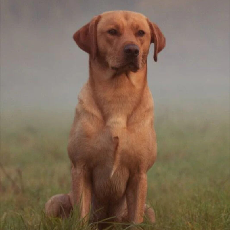 Essential Foods Dog Contour Adult Pâté, konzerva - raca in piščanec - 400 g