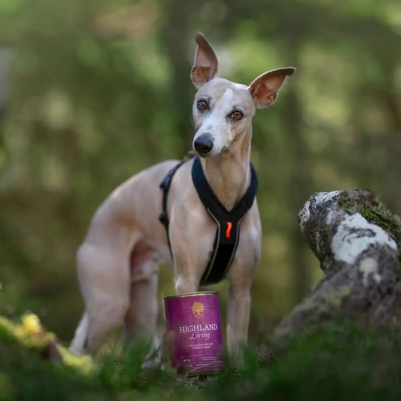 Essential Foods Dog Highland Adult Pâté, konzerva - puran in raca - 400 g