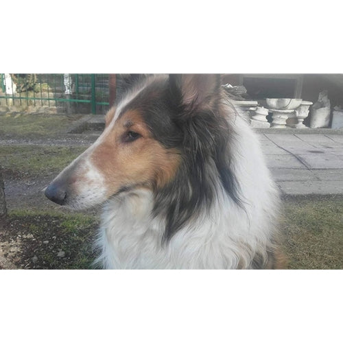 Mr.Pet spletna trgovina