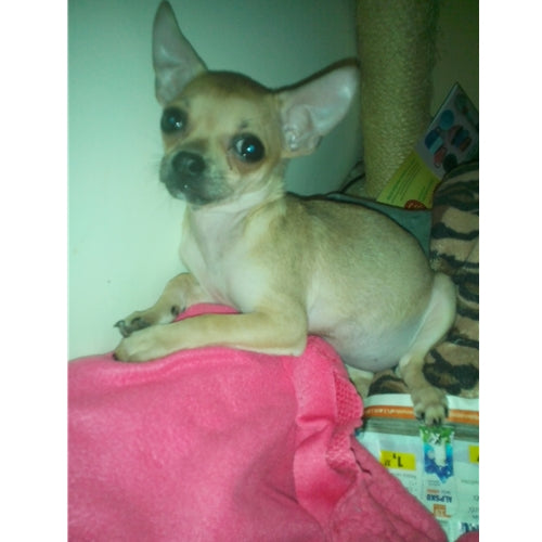 Mr.Pet spletna trgovina