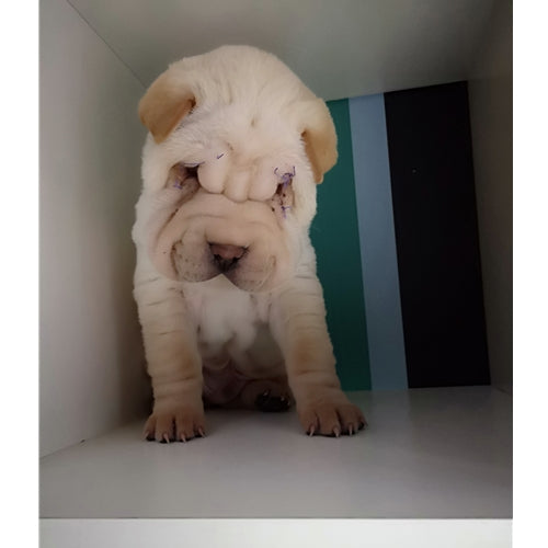 Mr.Pet spletna trgovina