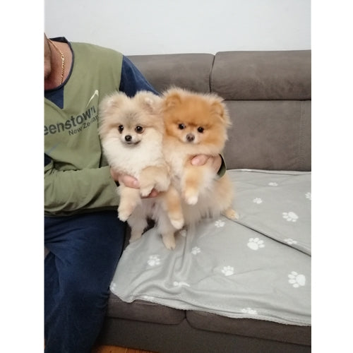 Mr.Pet spletna trgovina