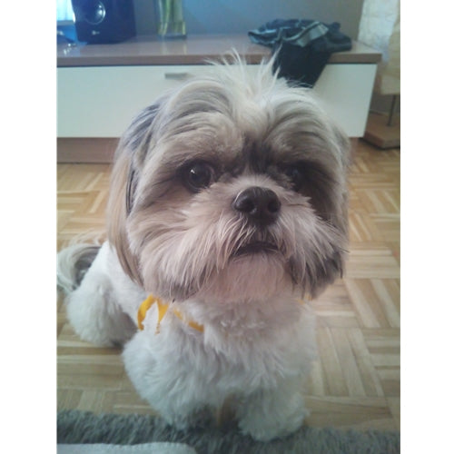 Mr.Pet spletna trgovina