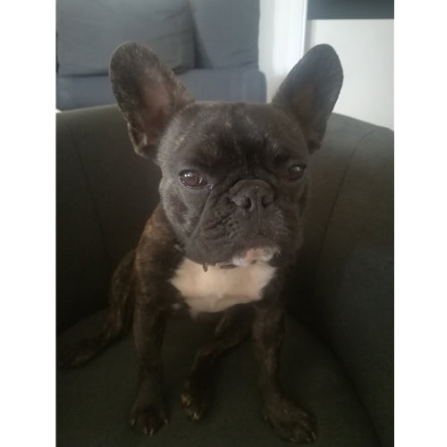 Mr.Pet spletna trgovina