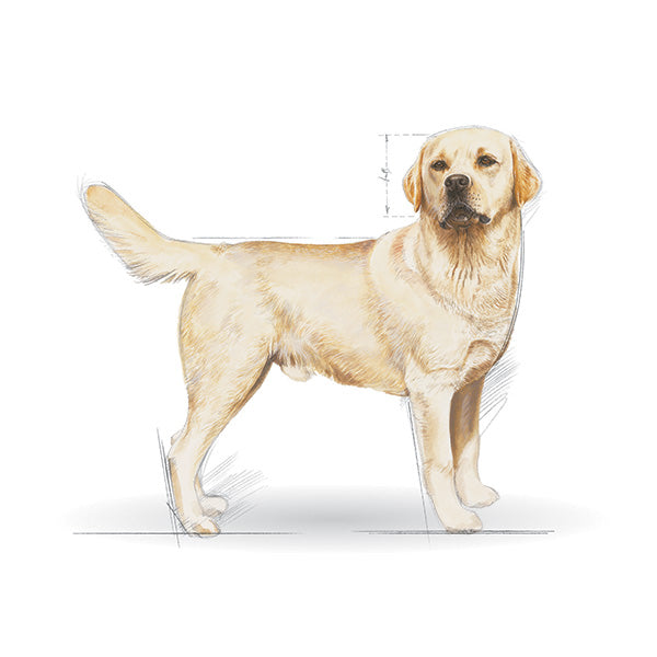 Royal Canin Labrador Adult - 12 kg (3)