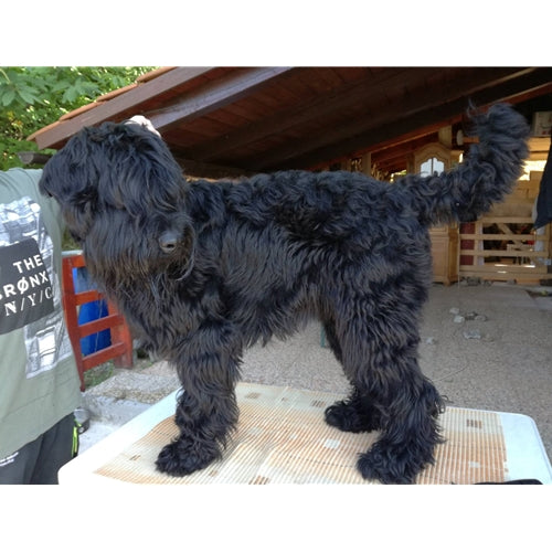 Mr.Pet spletna trgovina