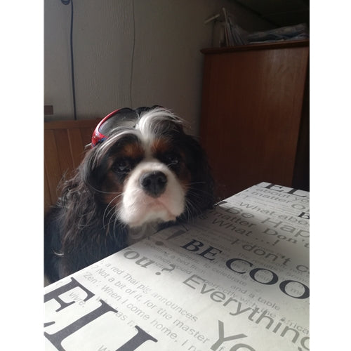 Mr.Pet spletna trgovina