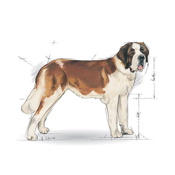 Royal Canin Giant Junior - 15 kg (3)