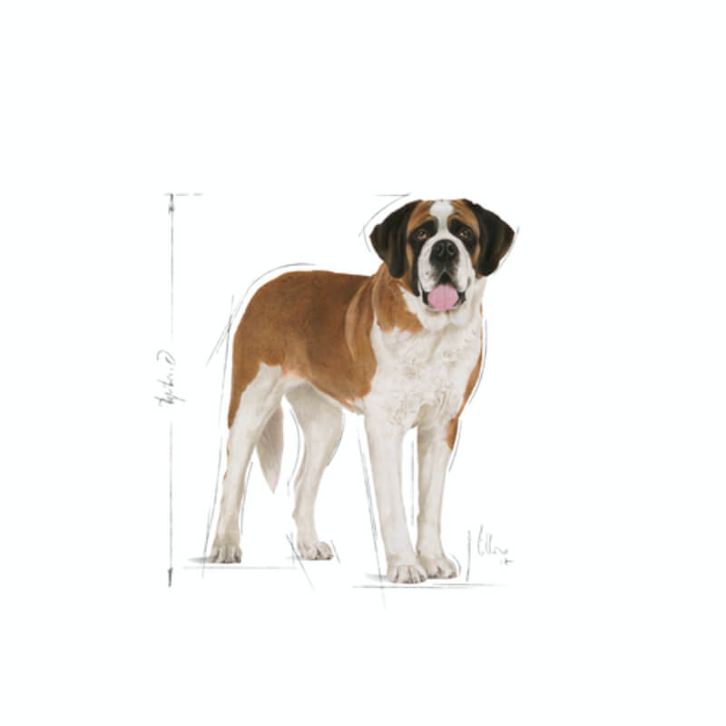 Royal Canin Giant Junior - 15 kg (4)
