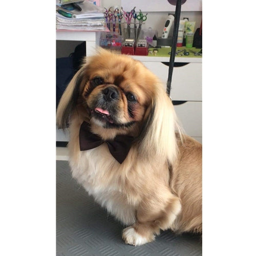 Mr.Pet spletna trgovina