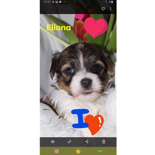 Mr.Pet spletna trgovina