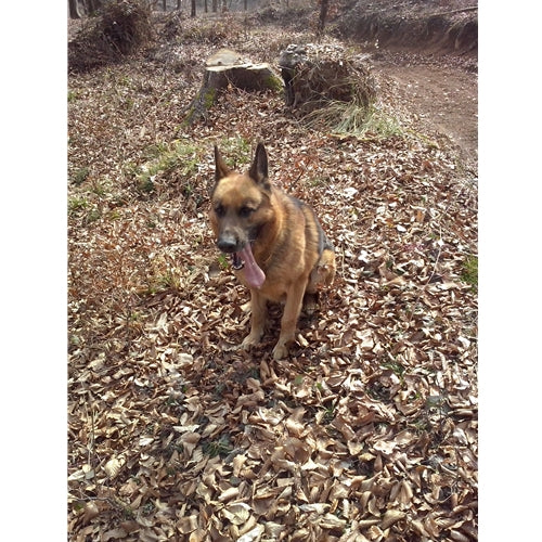 Mr.Pet spletna trgovina