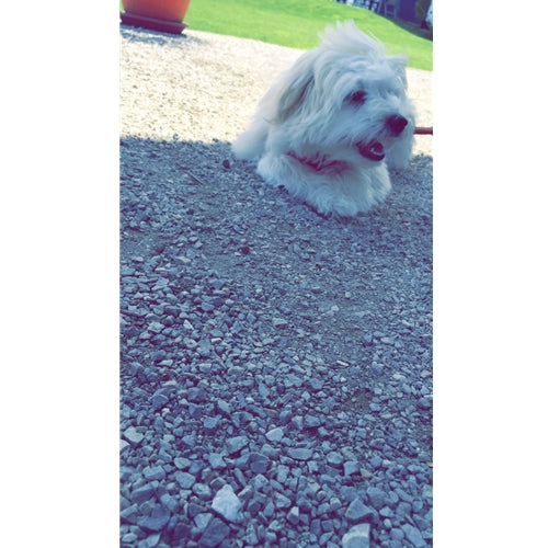 Mr.Pet spletna trgovina