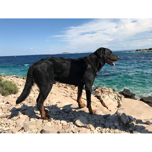 Mr.Pet spletna trgovina
