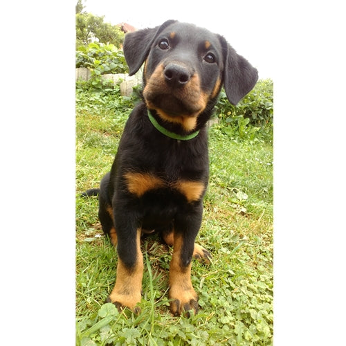 Mr.Pet spletna trgovina