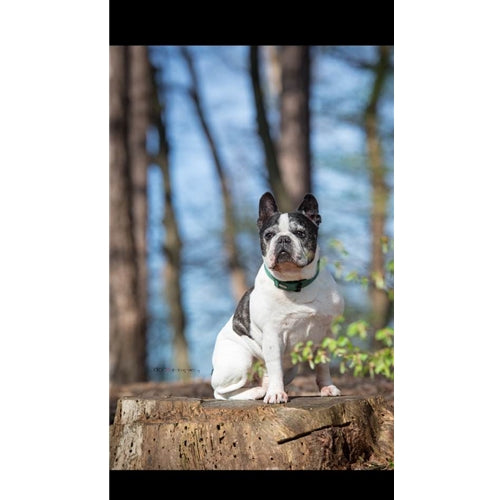 Mr.Pet spletna trgovina