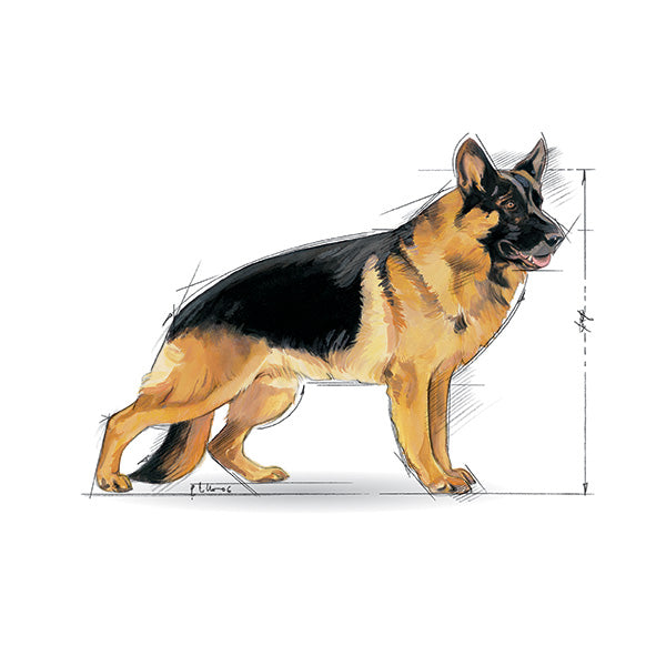 Royal Canin Maxi Adult +5 - 4 kg (3)