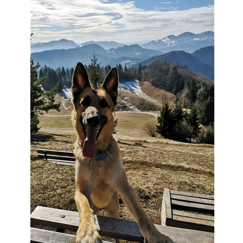 Spletna trgovina Mr.Pet