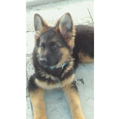 Mr.Pet spletna trgovina