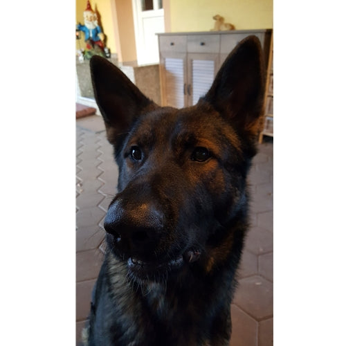 Mr.Pet spletna trgovina