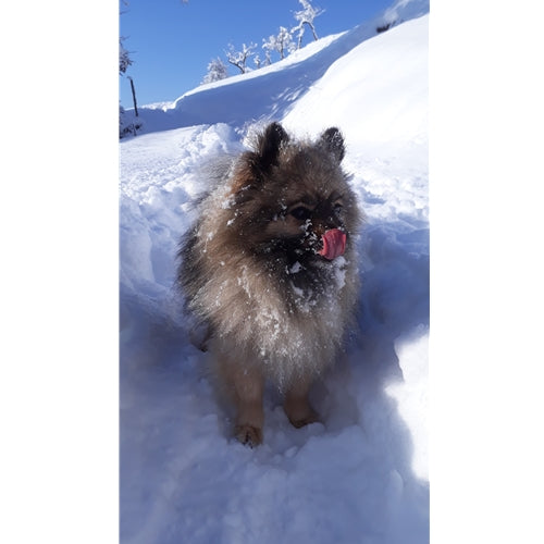 Spletna trgovina Mr.Pet