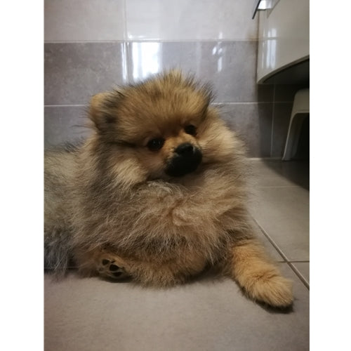 Spletna trgovina Mr.Pet