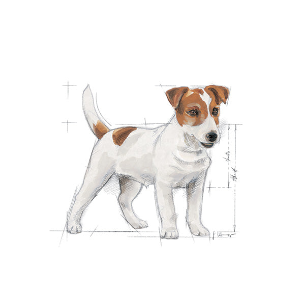 Royal Canin Mini Adult - 4 kg (3)