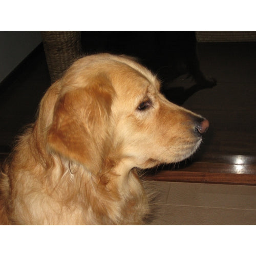 Mr.Pet spletna trgovina