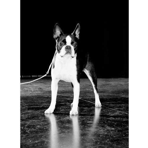 Mr.Pet spletna trgovina