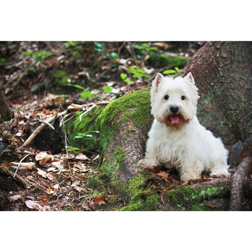Mr.Pet spletna trgovina