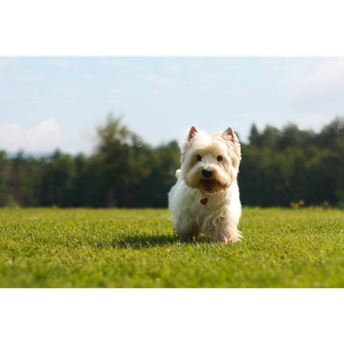 Mr.Pet spletna trgovina