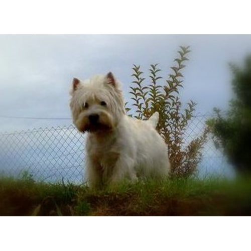 Mr.Pet spletna trgovina