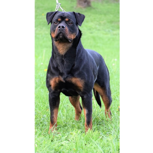 Mr.Pet spletna trgovina