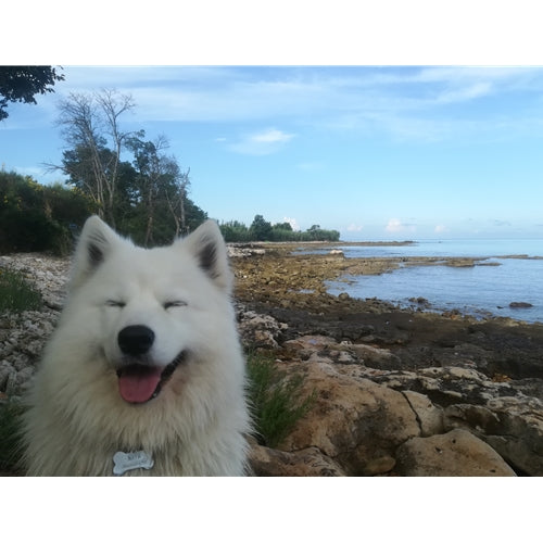 Mr.Pet spletna trgovina