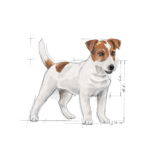 Royal Canin Mini Adult - 2 kg (3)