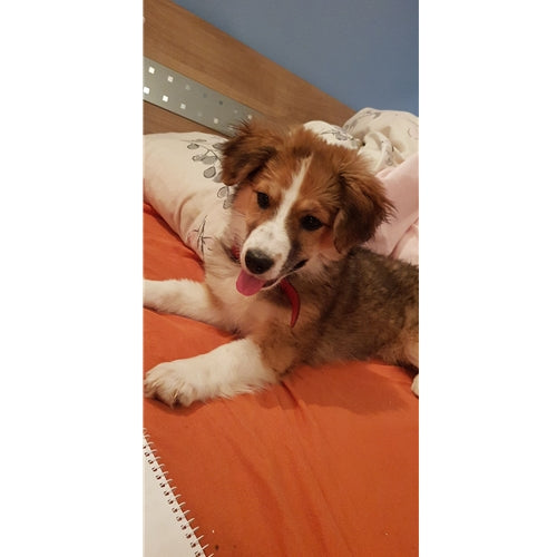 Mr.Pet spletna trgovina