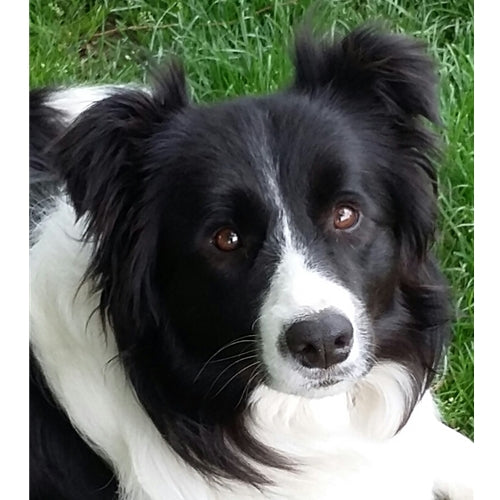 Mr.Pet spletna trgovina
