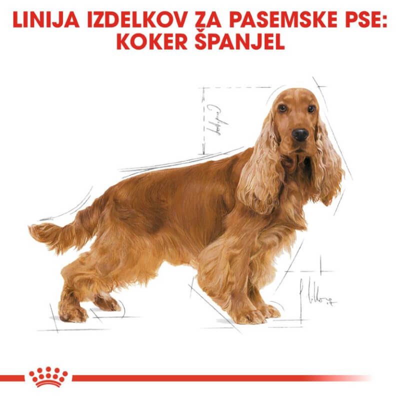Royal Canin Cocker Adult - 3 kg (3)