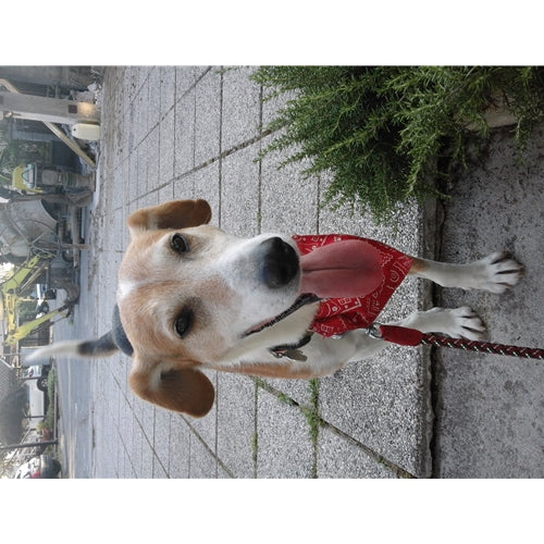 Mr.Pet spletna trgovina