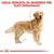 Royal Canin Golden Retriever Adult - 12 kg (3)