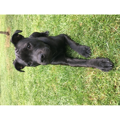 Mr.Pet spletna trgovina