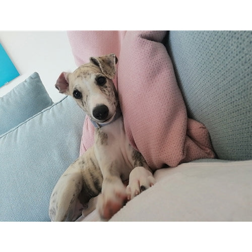 Mr.Pet spletna trgovina