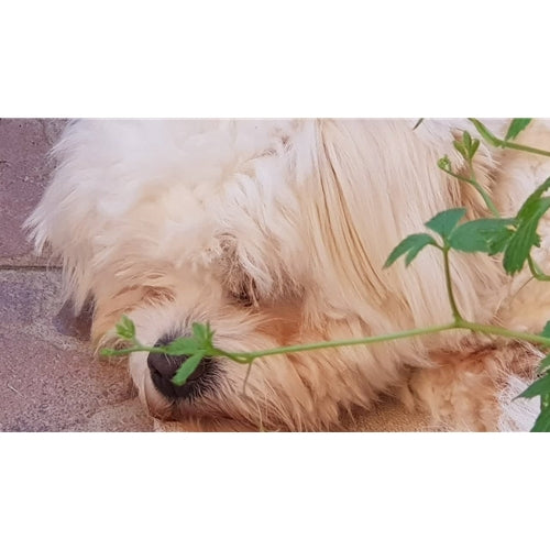 Mr.Pet spletna trgovina